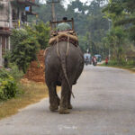 2024-10 - Népal - J11 - Parc National de Chitwan - 140